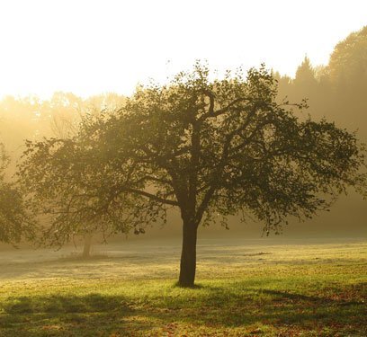 orchard orchard