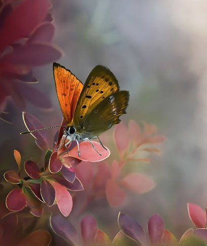 butterfly